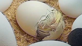 CHICK IS ABOUT TO HATCH // EP 1 PART 11 #ASMR #SOUNDSATISFYING