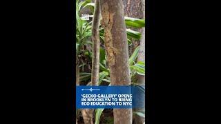 'Gecko Gallery' opens to bring eco education to NYC