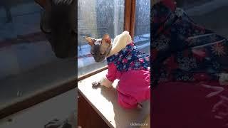 Выйду на улицу, гляну на село