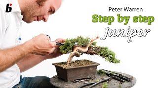 Juniper semi cascade by Peter Warren (UK) Bonsai Focus #6/2012