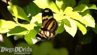 Eueides isabella dianasa Butterfly (Lepidoptera, Nymphalidae, Heliconiinae) Florianópolis Brasil