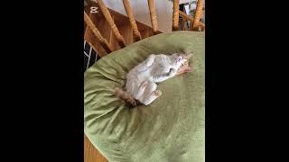 Kitty showcase