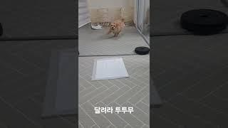달려라 투투무 #웃긴강아지#강아지웃긴영상#funnydog#cutedog#tomboydog#funnypuppy#cutepuppy#tomboypuppy