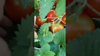 Високий помідор Гібрид Тарасенко  #tomato #помідори #томат  #tomatoes  #помідор  #город  #сад