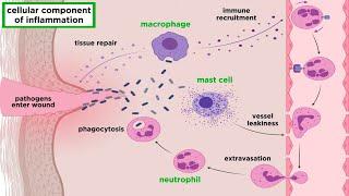 The Inflammatory Response