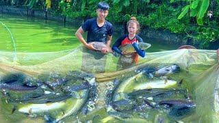 Harvesting a giant fish pond to eat the second biggest Tet holiday of the year-Buy a new fan for Bap