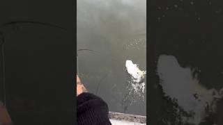 ATAK SZCZUPAKA SPOD POMOSTU