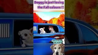 “Hampshire bound for fall fun! ” #dog #autumn #fall #nature #travel #hareandhounds