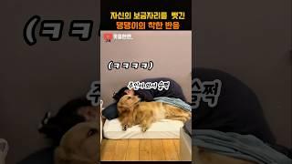 자신의 보금자리를 뺏긴 댕댕이의 착한 반응