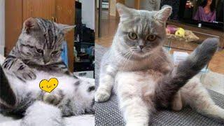 Funny Cat videos 2021 For Cat Lovers Club