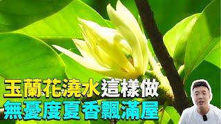 玉蘭花的度夏澆水方法，簡單穩妥不黃葉，輕鬆度夏飄香十里！|禪藝綠植工作室