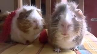 Two guinea pigs on the merits of pumpkin spice - FLUFF