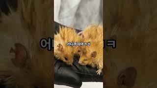 맘모스 재현가능? 실험 성공 소식!