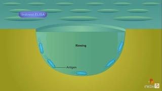 Enzyme-linked immunosorbent assay (ELISA) - Animation