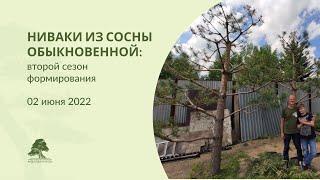 Формирование сосны обыкновенной (2 сезон)