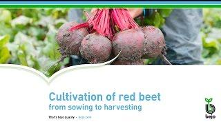 Bejo - Cultivation of red beet