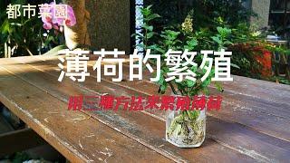 【都市菜園】薄荷的繁殖｜三種方式來繁殖薄荷｜一小盆薄荷也可以種出一大盆喔！