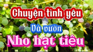 Tham quan vườn nho hạt tiêu - nghe chuyện tình yêu xuyên quốc gia, không phân biệt tuổi tác️