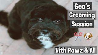 GEO'S GROOMING SESSION WITH PAWZ AND ALL