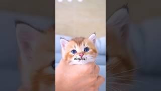 5 Secrets Your Cat Knows About You #CatFacts #CatLovers