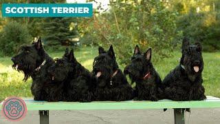 Scottish Terrier - Dog Breed Information