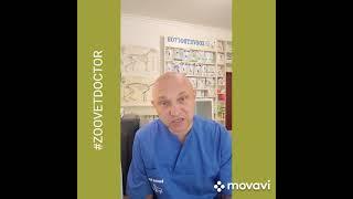 Меланома глаза у кошки пример и совет, ветеринарный канал #zoovetdoctor ветеринарный врач Ушаков Д.М