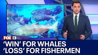 'Win' for Southern Resident killer whales, a 'major blow' to fishing industry | FOX 13 Seattle