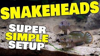 Dwarf Snakehead fish aquarium setup