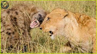 Lion vs Hyena The Deadliest Encounters Caught on Camera | Animal Fighting