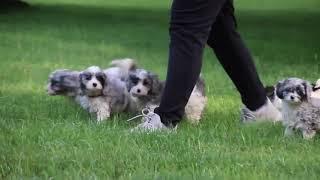 Cavapoo Puppies For Sale Gerald & Verna Stoltzfus