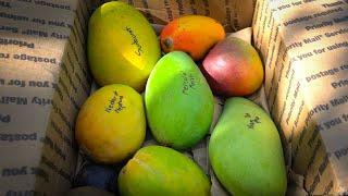 MANGO Season is HERE! We just got a Box of Mangos in the Mail!