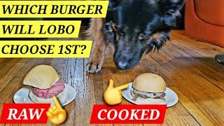 What Will He Choose? Raw or Cooked Burger?