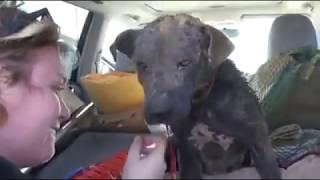 Hope for Paws - Saved this dog