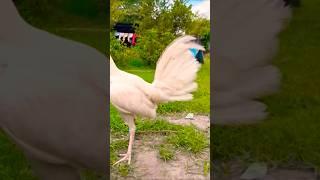 white hennie solid din to #chicken #rooster #ayam
