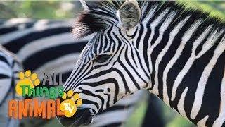 * ZEBRA * | Animals For Kids | All Things Animal TV