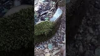 Pogonatum