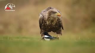 Wildlebende Seeadler in Österreich