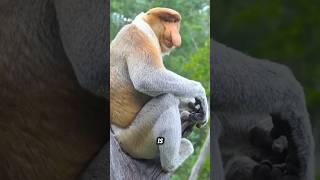 Proboscis Monkey One of the Most Fascinating Primates#proboscismonkey #monkey #wildlife #animals