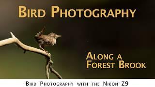 Photographing Winter Wrens along a forest Stream - Nikon Z9