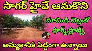 Low cost fram plots near Sagar highway #futurecity | #mangotrees farm plots near #sagarhighway