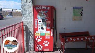 DIY dog grooming in Arlington | self-service pet bath at Wash City carwash #allpaws