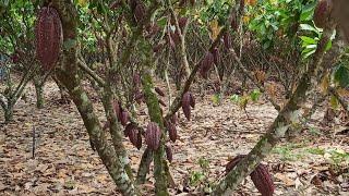 Transformando minha roça de cacau velha em uma roça com alta produção