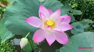 Most Beautiful Multicolour Lotus Flower garden. Best Lotus Garden In The World.