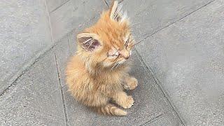 Stray kitten's eyes are sealed with discharge,it can't see anything,sitting alone waiting for death