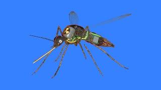 How a mosquito works