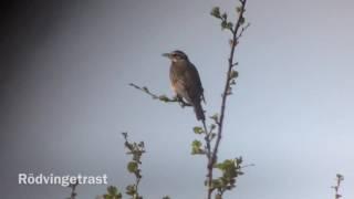 Filmklipp från naturresa i södra fjällen (Härjedalen och Dalarna)