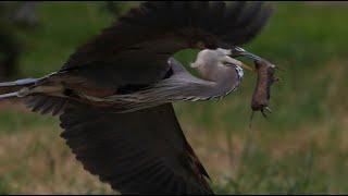 Heron hunting gophers with amazing success