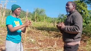 Oxen In Traditional Farming Practices