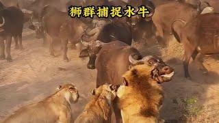 水牛挑釁獅群！結果卻被捉住了#動物世界#動物解說