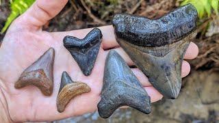 Florida Fossil Hunting - Megalodon Shark Tooth INSANITY!